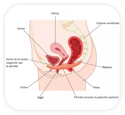 Physior Morges Home Prestations Physiotherapie Perineale Pelvienne02